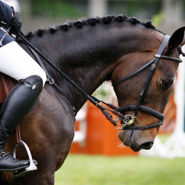 Presentation on due Process to the FEI Tribunal Members at the FEI Headquarters in Lausanne - www.sportlegis.com