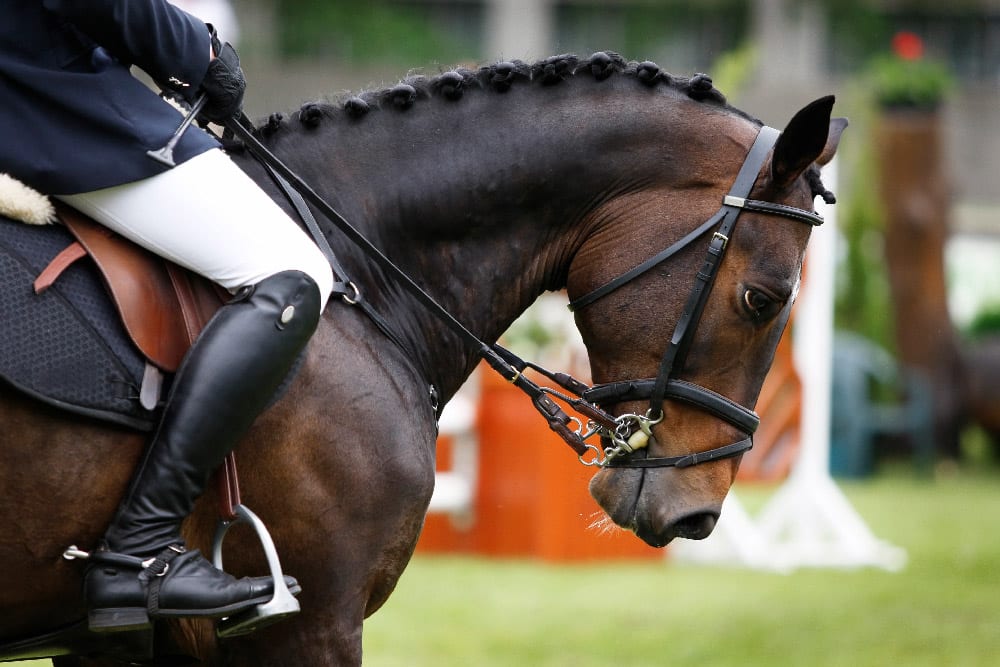 Presentation on due Process to the FEI Tribunal Members at the FEI Headquarters in Lausanne - www.sportlegis.com